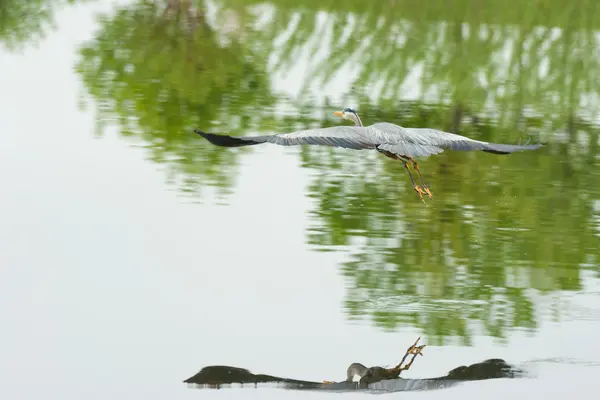 Grey Heron — Stock Photo, Image