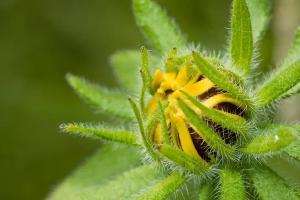 Zonnebloem macro — Stockfoto