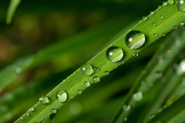 Macro gota de chuva — Fotografia de Stock