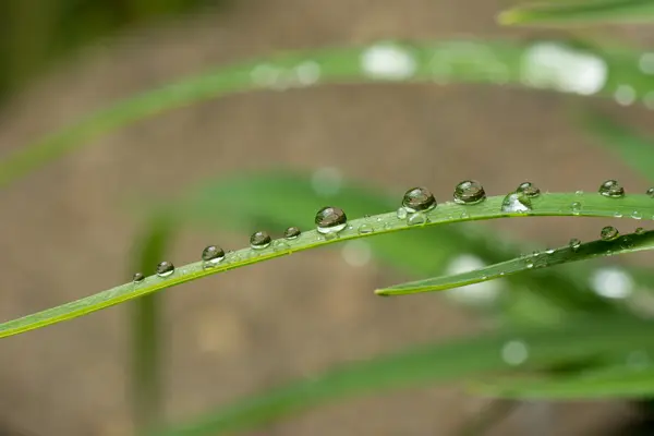 Macro gota de chuva — Fotografia de Stock