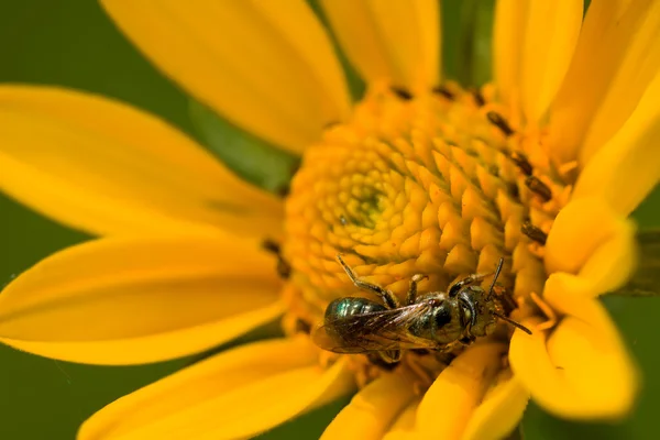 Sun Flower Bee — Stockfoto