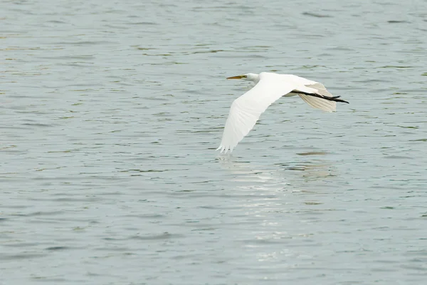 Great White Egret — Stock Photo, Image