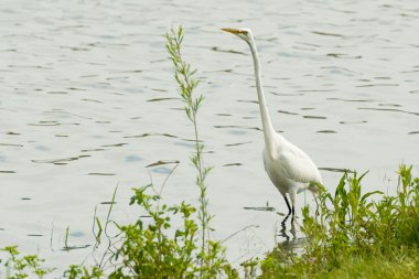 büyük beyaz balıkçıl