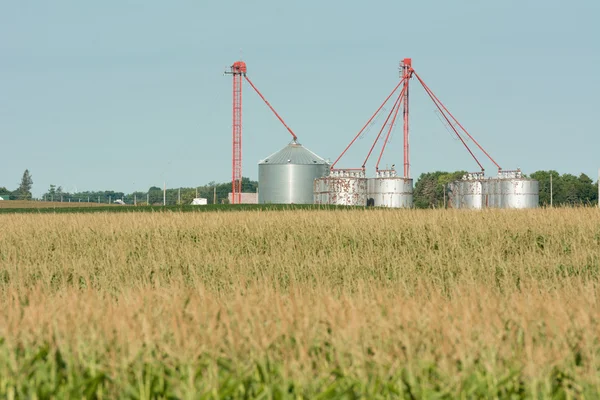 Corn Field — Stock Photo, Image