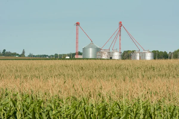 Corn Field — Stock Photo, Image