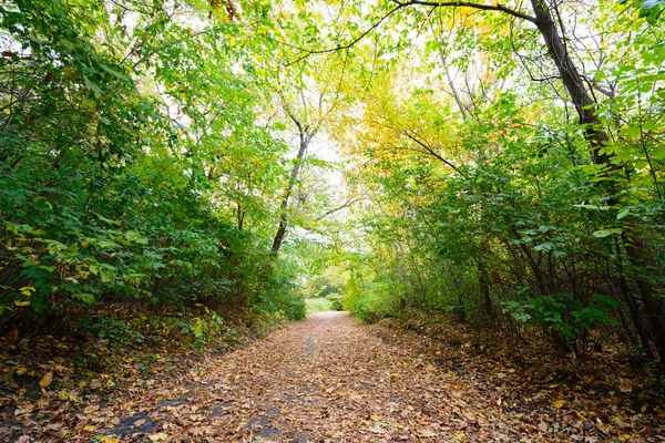 Camino de otoño —  Fotos de Stock