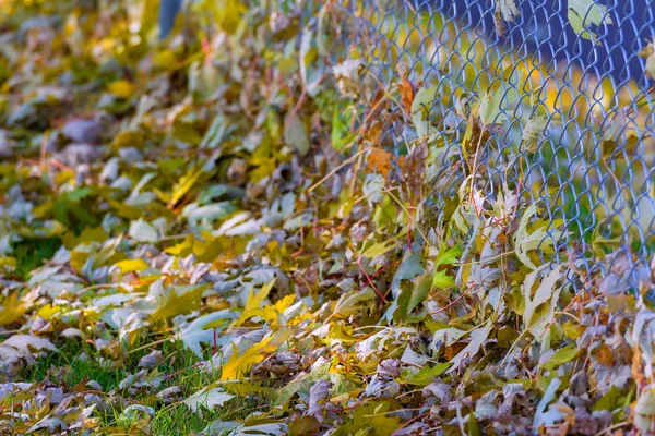 Fall Leaves — Stock Photo, Image