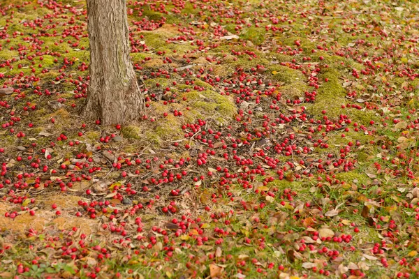 Cherry Tree — Stock Photo, Image