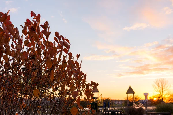 Листья на закате — стоковое фото