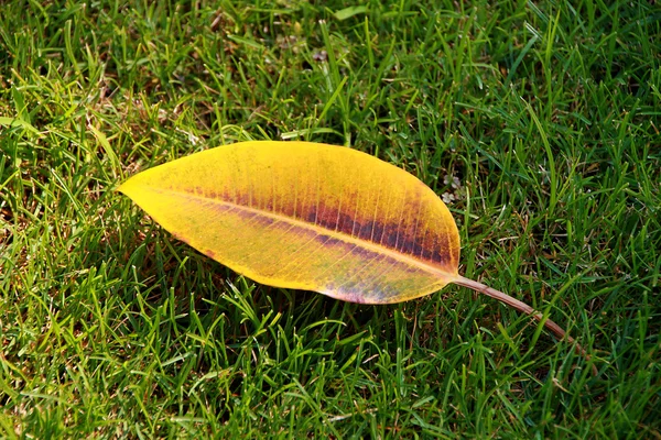 farklı kullanımlar için tek başına sonbahar yaprak