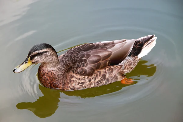 farklı kullanımlar için su kahverengi ördek