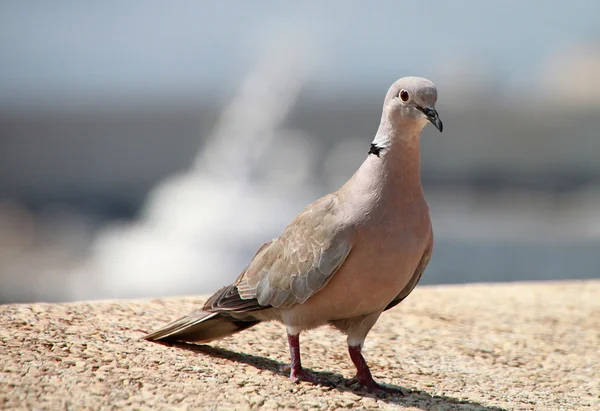 Single brown pigeon on the stone for different uses — Stock Photo, Image