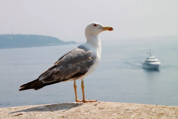 tek başına martı deniz arka planda farklı kullanımlar için