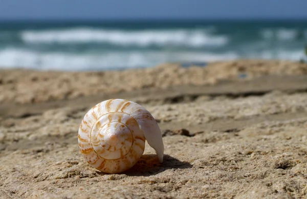 farklı kullanımlar için plajda tek deniz hayvanı kabuğu