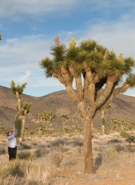 Baby boomer fotografera joshua tree blommor — Stockfoto