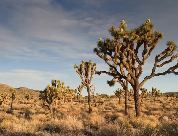 Pouštní panorama joshua tree květin — Stock fotografie