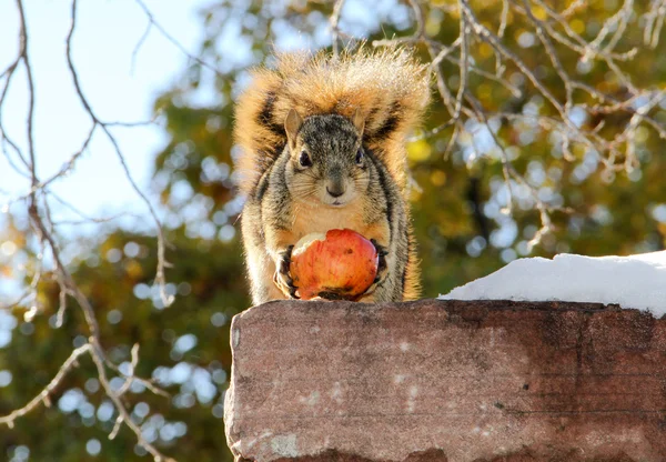 Ardilla sosteniendo manzana de invierno —  Fotos de Stock