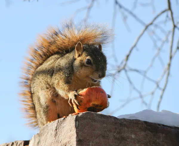 Eichhörnchen frisst Winterapfel — Stockfoto
