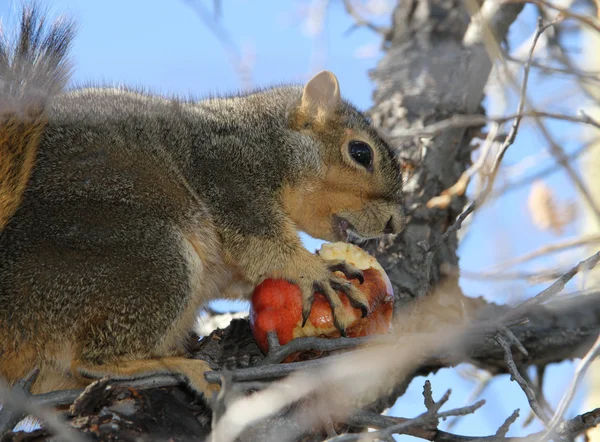 Eichhörnchen trägt Winterapfel — Stockfoto