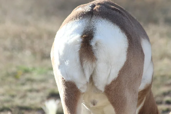 Antelope rear end — Stock Photo, Image