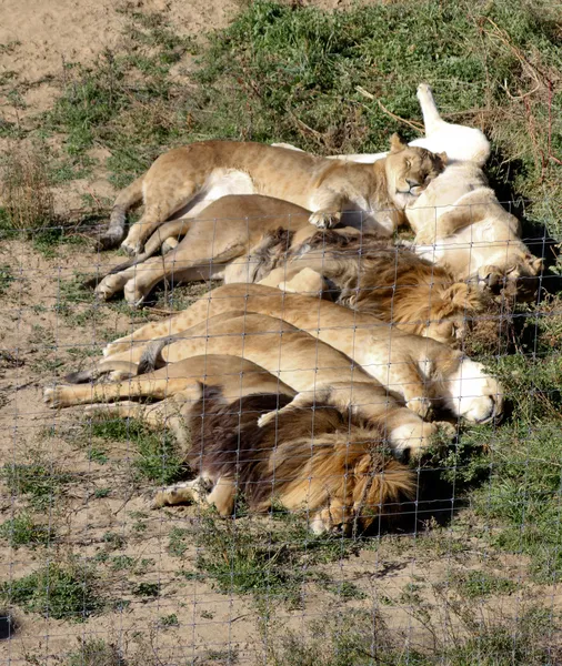 Hat alvó oroszlán — Stock Fotó