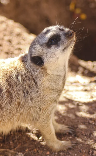 Σουρικάτα meerkat πρόσωπο πυροβόλησε — Φωτογραφία Αρχείου