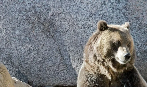 Amerikai grizzly medve arc lövés Jogdíjmentes Stock Fotók