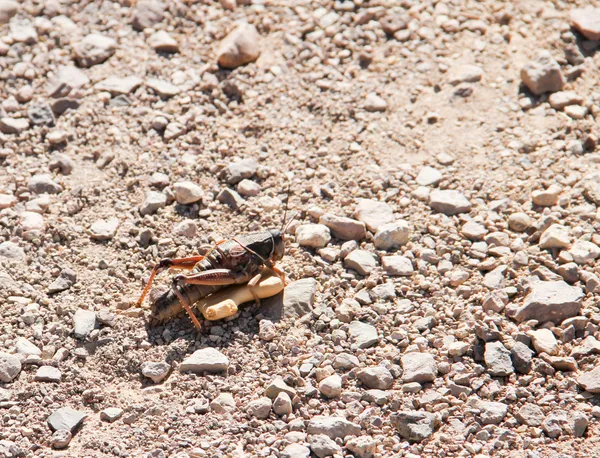 Calif locust eating animal cracker