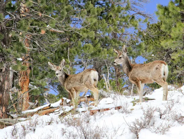 Two mule deer foraging for food in snow — Stock Photo, Image