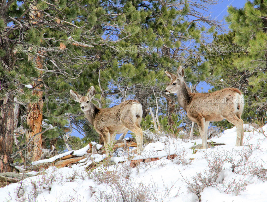 Two mule deer foraging for food in snow