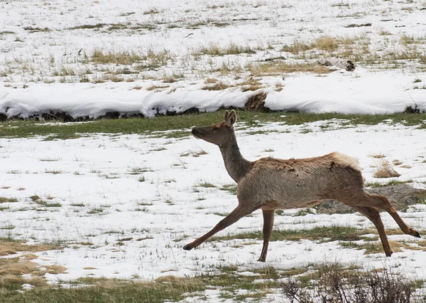 Молодий лося біжить через сніг — стокове фото