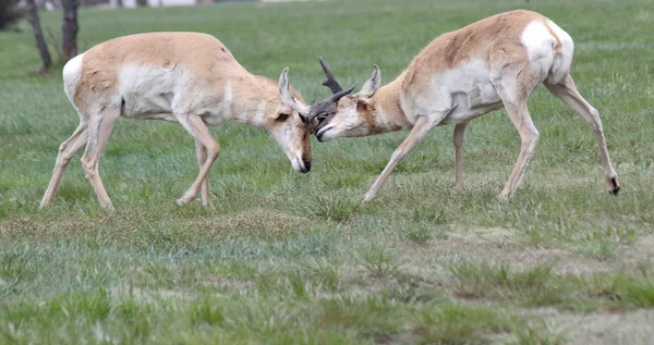 Ramming horn locked wild antelope — Stock Photo, Image