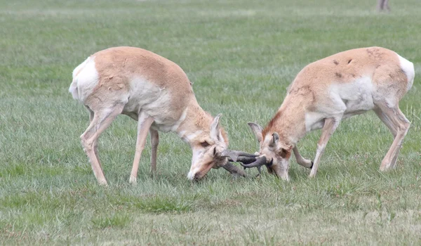 Ударний ріг замкнений дикий антилоп — стокове фото