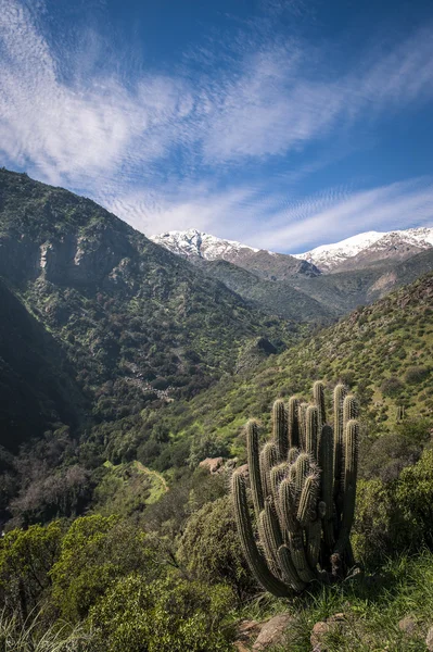 Cactus on a mountain landscape — Stock Photo, Image