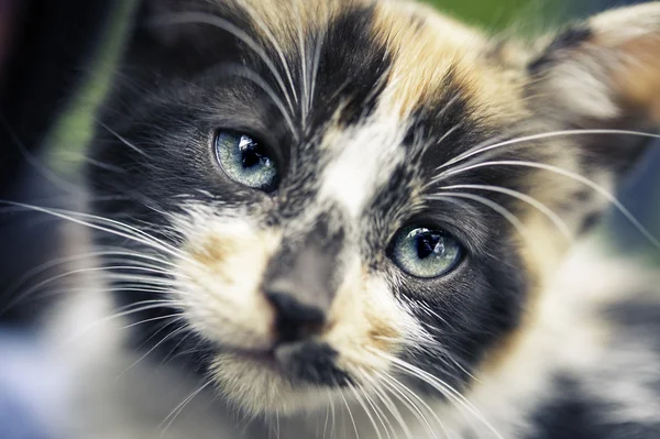 yavru kedi portre