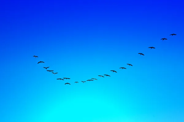 Birds flying across the sky — Stock Photo, Image