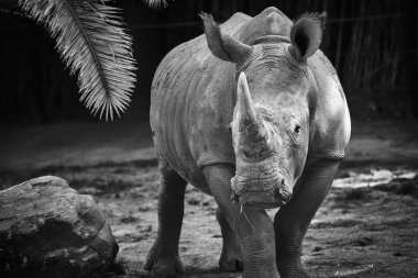 Black and white rhino