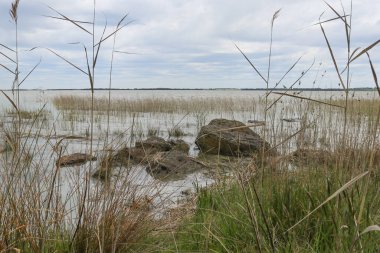 Sazlıklar ve diğer jenerik bitkiler ufukta ufuk çizgisi olan bir gölün kıyısında.