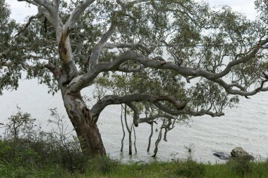 Avustralya kırsalında bir gölün kenarında bir ağaç ve çimen