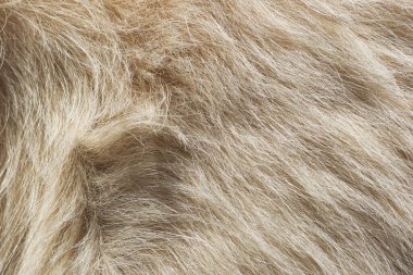 Çift kaplamalı Golden Retriever köpeğinin tüylü kabuğu.