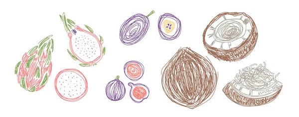 Pitahaya, fruit de la passion, figue et noix de coco. Un paquet de fruits. Illustration vectorielle dessinée main. Croquis du stylo ou du marqueur — Image vectorielle