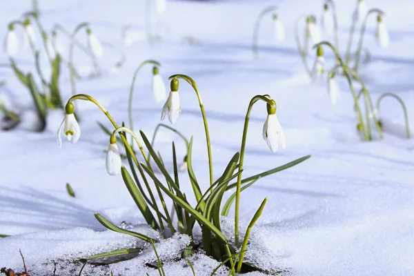 Gotas Neve Brancas Início Primavera Neve Fundo Floral — Fotografia de Stock