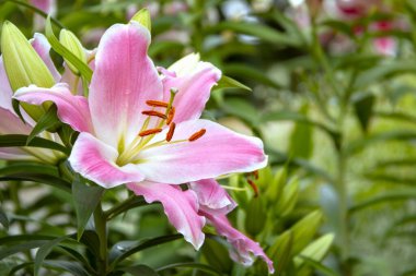 Bahçedeki narin zambak çiçeği.