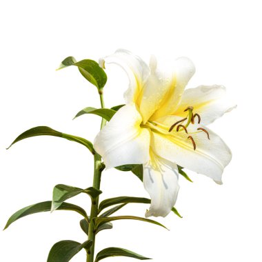 Siyah arka planda sarı çekirdeği olan beyaz bir zambak çiçeği. Melez. İzole edilmiş