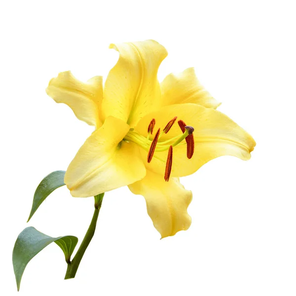 Όμορφο Κίτρινο Λουλούδι Κρίνου Φύλλα Λευκό Φόντο Υβρίδιο — Φωτογραφία Αρχείου