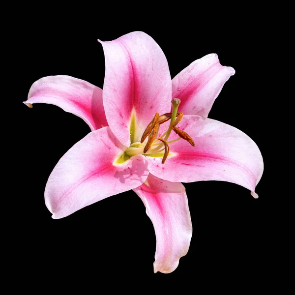 Λουλούδι Του Χλωμού Ροζ Κρίνου Ποικιλία Fronterab Hybrid — Φωτογραφία Αρχείου