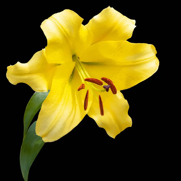 Λουλούδι Από Ένα Φωτεινό Κίτρινο Κρίνο Μαύρο Φόντο Υβρίδιο — Φωτογραφία Αρχείου