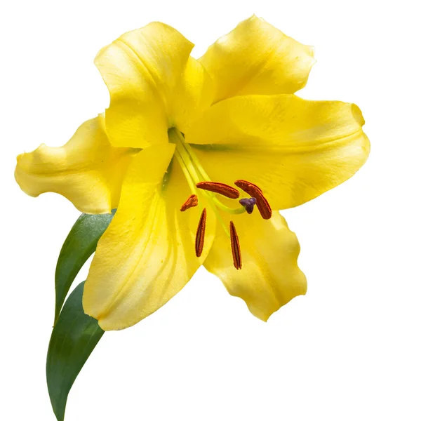 Λουλούδι Από Ένα Φωτεινό Κίτρινο Κρίνο Λευκό Φόντο Υβρίδιο Μεμονωμένα — Φωτογραφία Αρχείου