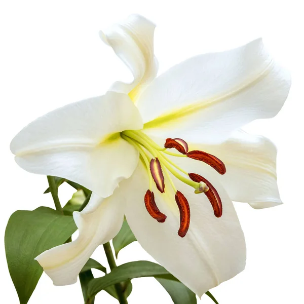 Μεγάλο Λουλούδι Ενός Λευκού Κρίνου Λευκό Φόντο Υβρίδιο — Φωτογραφία Αρχείου