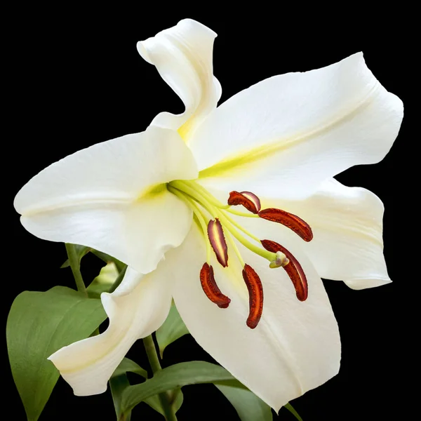 Μεγάλο Λουλούδι Ενός Λευκού Κρίνου Μαύρο Φόντο Υβρίδιο Μεμονωμένα — Φωτογραφία Αρχείου
